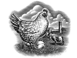 chicken farm 700x500